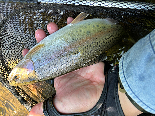 ニジマスの釣果