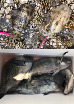 クチブトグレの釣果