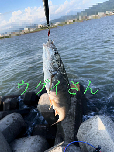 ウグイの釣果