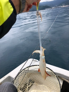 スルメイカの釣果