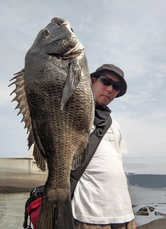 チヌの釣果