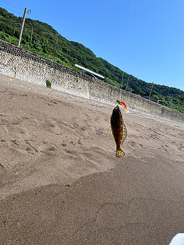 ソゲの釣果