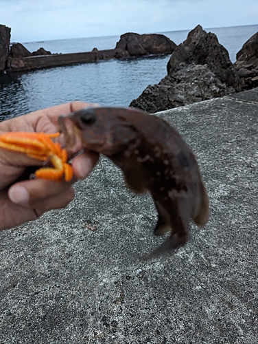 キジハタの釣果