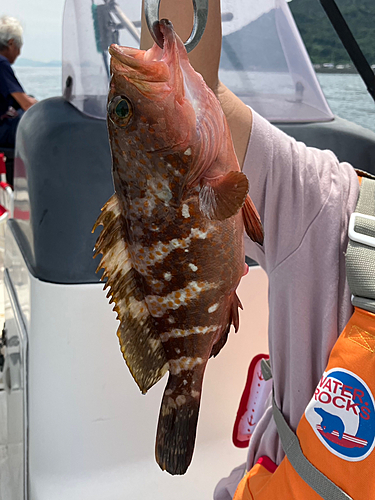 アコウの釣果