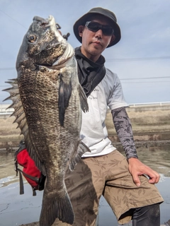 チヌの釣果