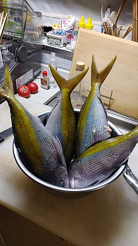 ウメイロの釣果