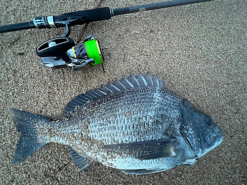 チヌの釣果