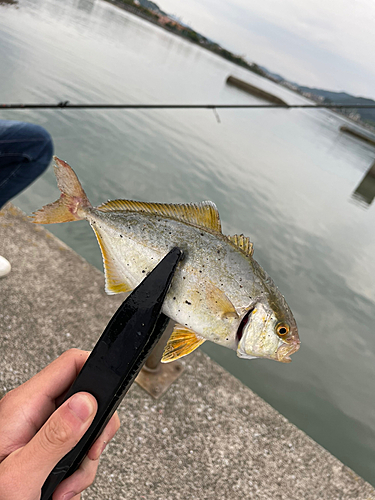 ネリゴの釣果