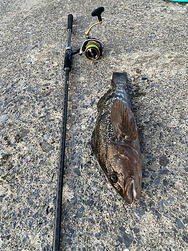 アイナメの釣果