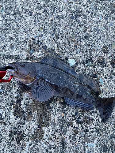 アイナメの釣果