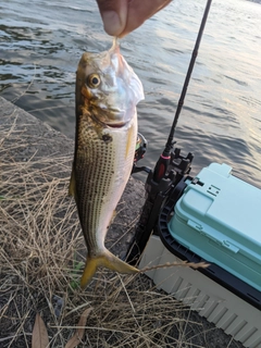 コノシロの釣果