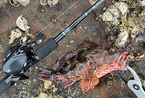 カサゴの釣果