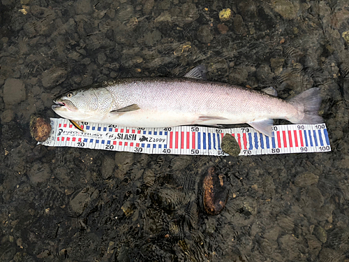 イトウの釣果