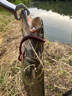 ナマズの釣果