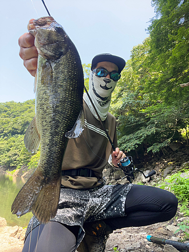 ブラックバスの釣果