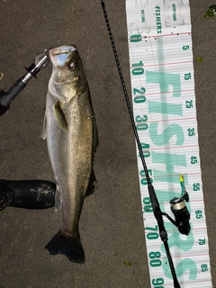 シーバスの釣果