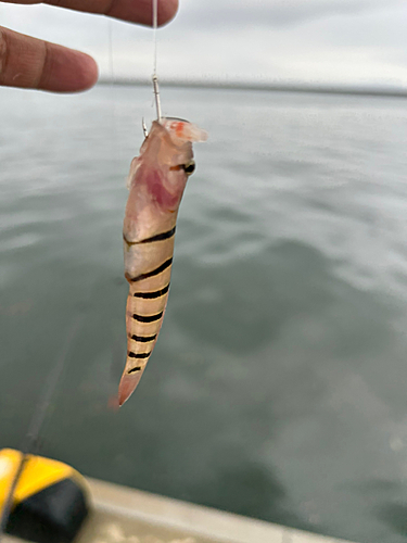 キヌバリの釣果