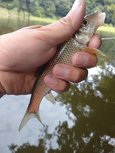 ニゴイの釣果