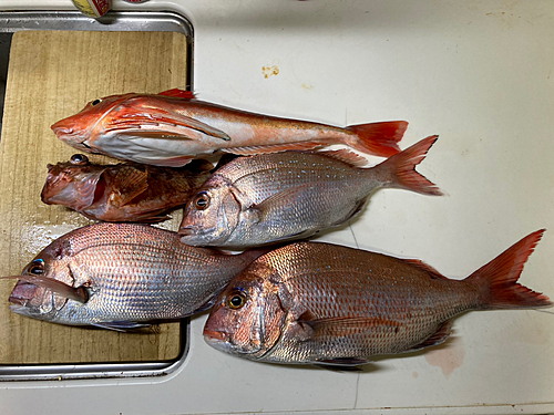 マダイの釣果