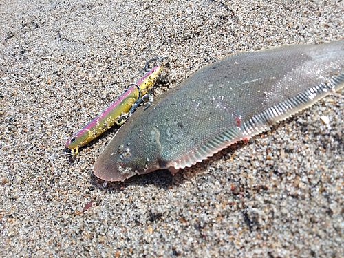 シタビラメの釣果