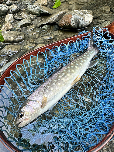 イワナの釣果