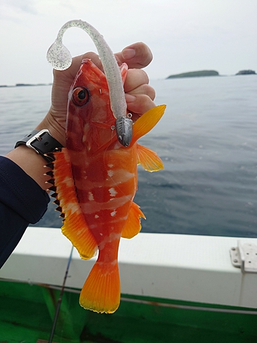 アカハタの釣果