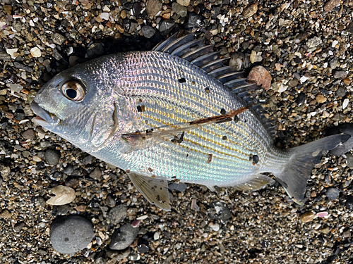 ヘダイの釣果