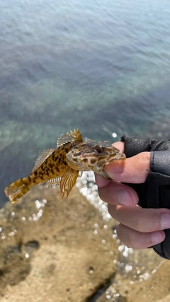 ガシラの釣果