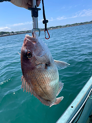 タイの釣果