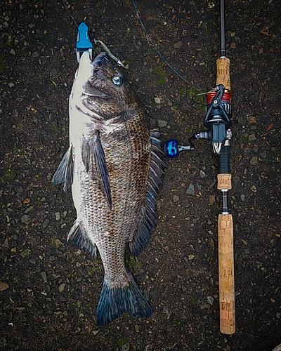 チヌの釣果