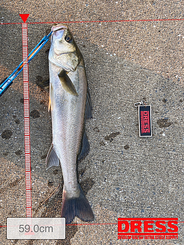 シーバスの釣果