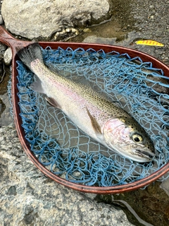 ニジマスの釣果