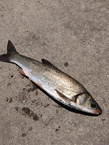 釣果