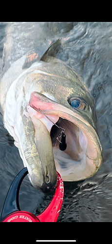 スズキの釣果