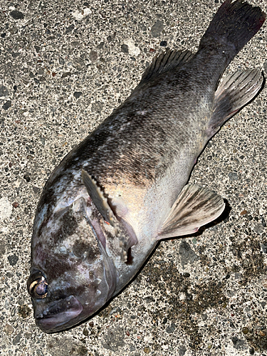 クロソイの釣果