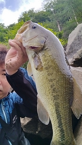 ブラックバスの釣果