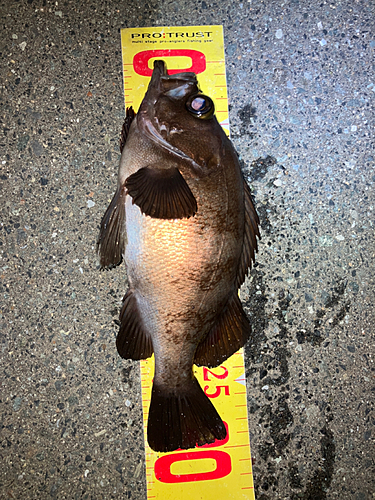 アカメバルの釣果