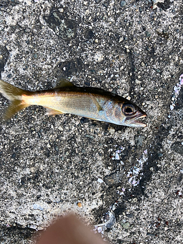 クロムツの釣果