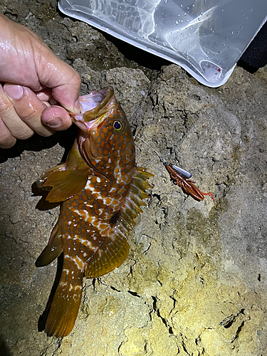 アコウの釣果