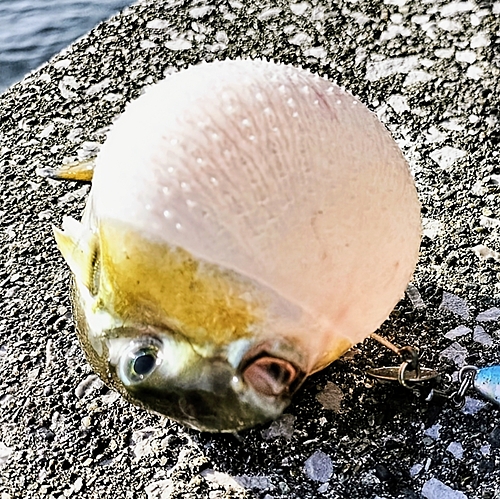 シロサバフグの釣果