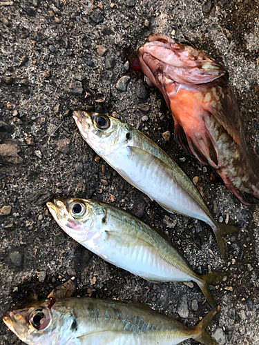 アジの釣果