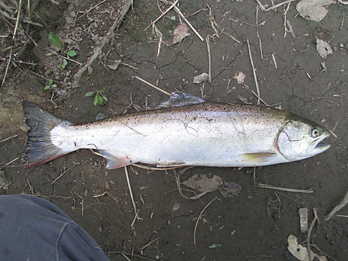 サクラマスの釣果