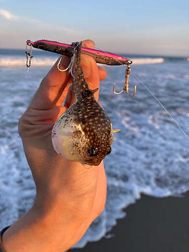 フグの釣果