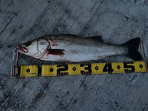シーバスの釣果