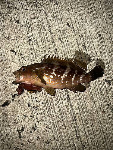 アコウの釣果