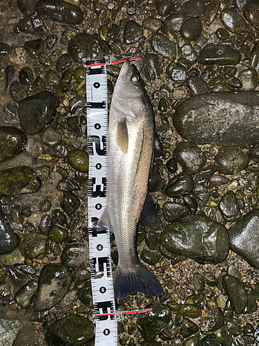 スズキの釣果