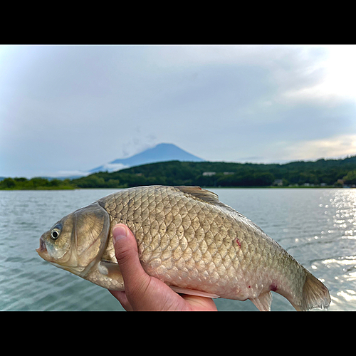 ヘラブナの釣果