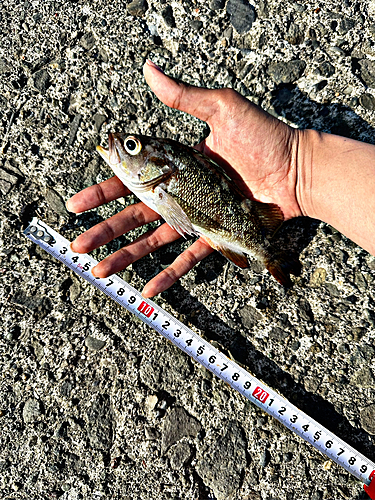 エゾメバルの釣果