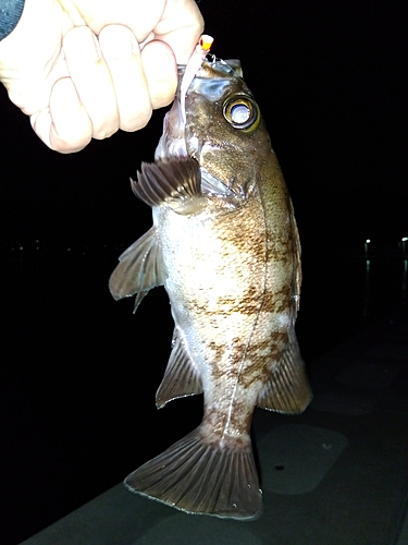 シロメバルの釣果