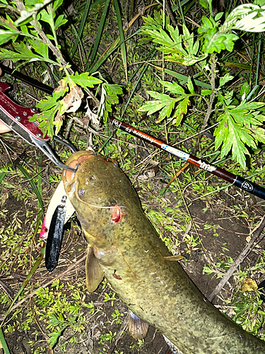 ナマズの釣果